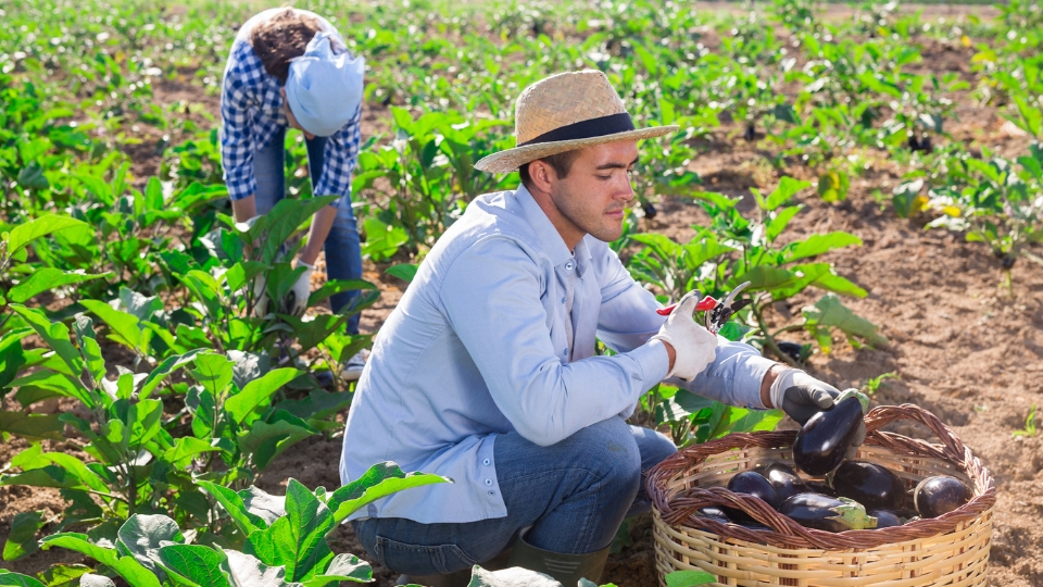 Harvesting Black Beauty Eggplants
