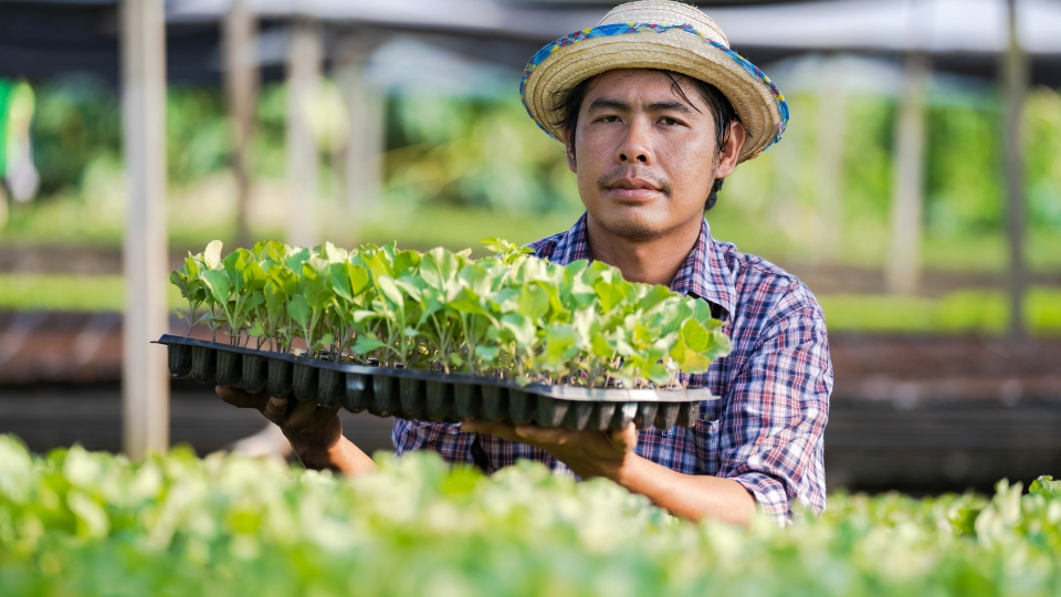 Harvesting Microgreens From Sprouting Trays