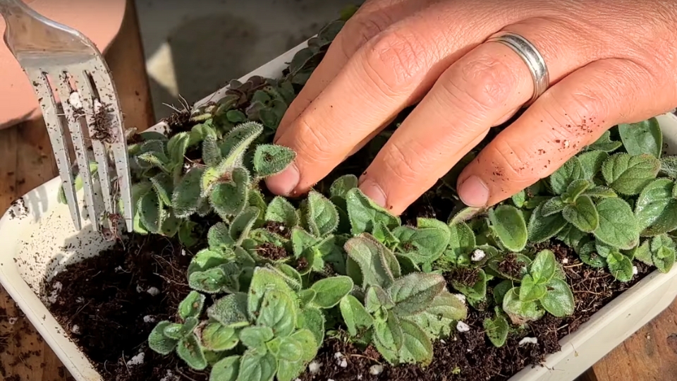 Harvesting Techniques