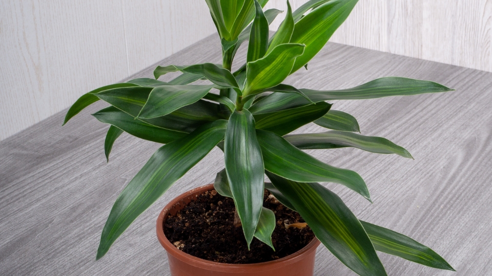 Hawaiian Plants For Different Spaces