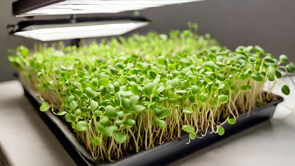 How to Grow Lights Mimic Sunlight For Plants