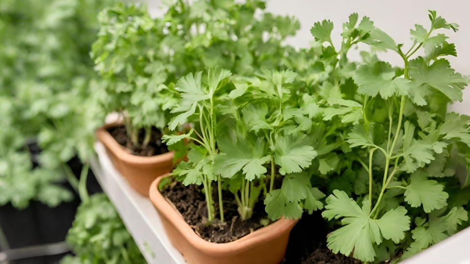 Ideal Conditions For Cilantro Growth