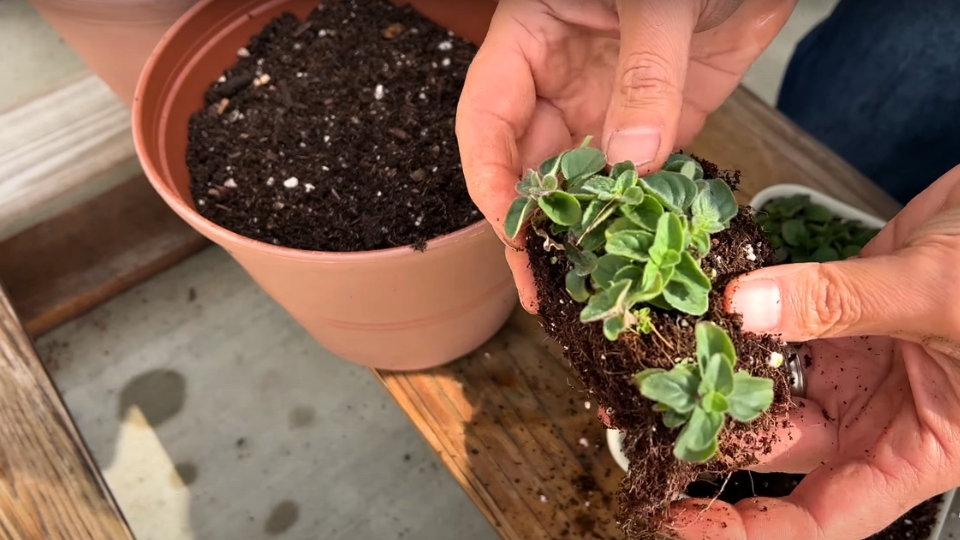 Intro To Oregano Harvesting