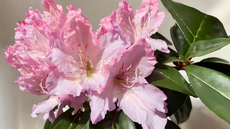 Light And Temperature Needs