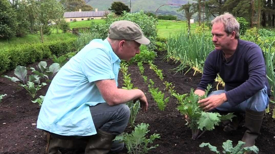 Mastering Kale Planting Time