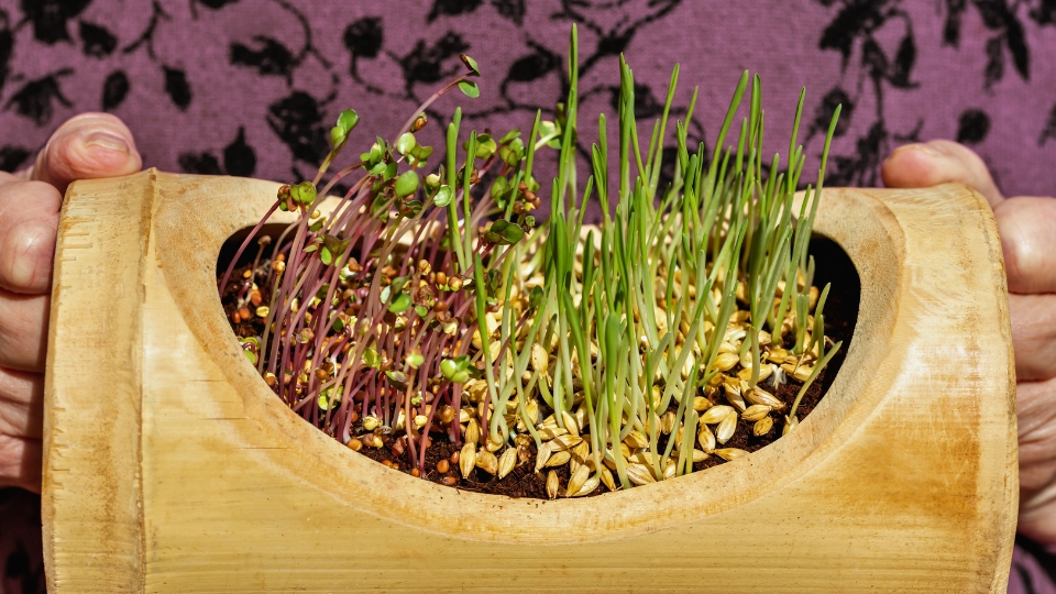 Nutritional Benefits Of Barley Microgreens