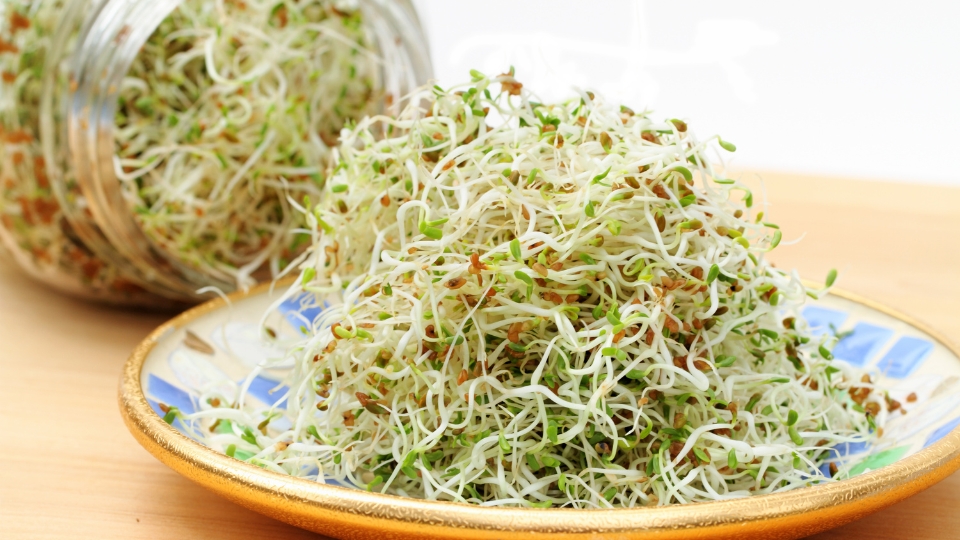 Nutritional Value Of Alfalfa Sprouts