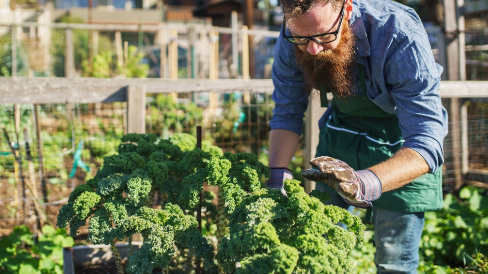 Optimal Conditions For Kale Growth