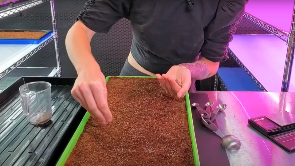 Planting The Shiso Seeds