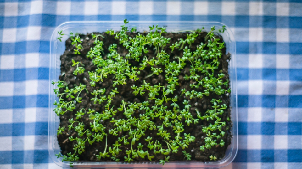 Preparation: From Soil To Tray
