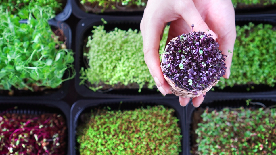 Preparing Microgreens For Dehydration
