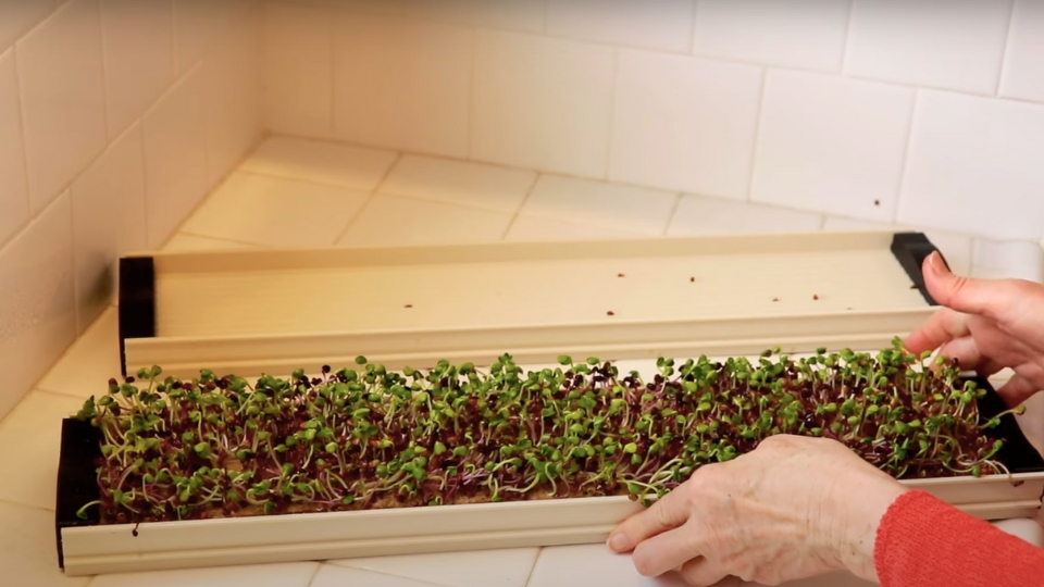 Preparing The Growing Medium