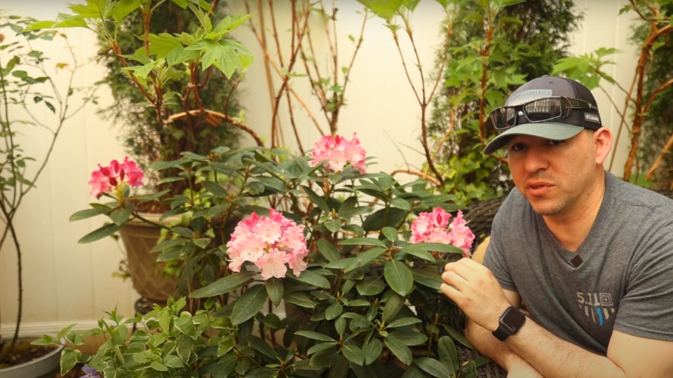 Showcasing Rhododendrons in Art And Literature