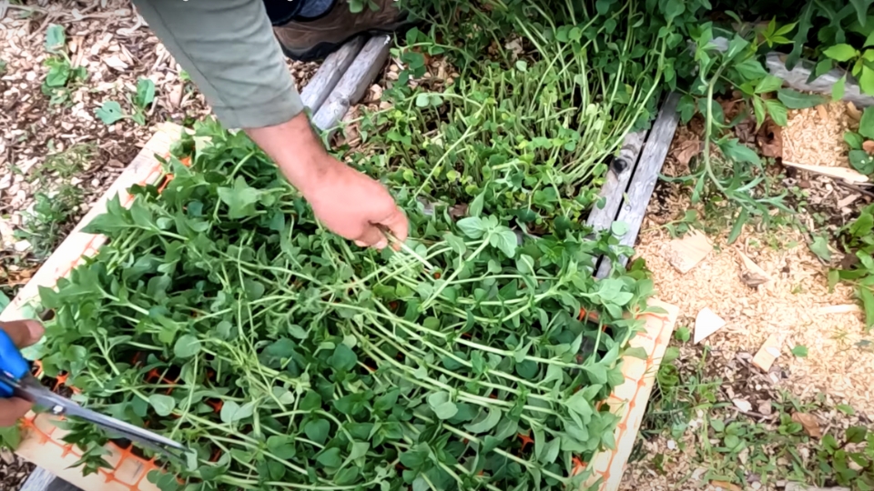 Storing Fresh Oregano