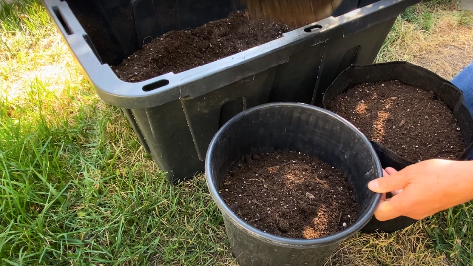 Suitable container for your container eggplants.