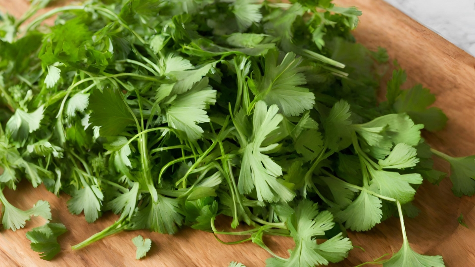 Sustainable Cilantro Harvesting Practices