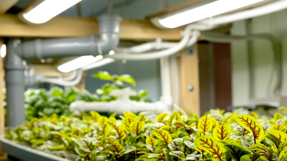 The Benefits Of Barrina Grow Lights