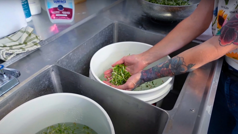 The Importance Of Clean Microgreens