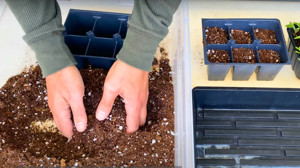 This mix should include compost, vermiculite or perlite, peat moss, or coconut coir.