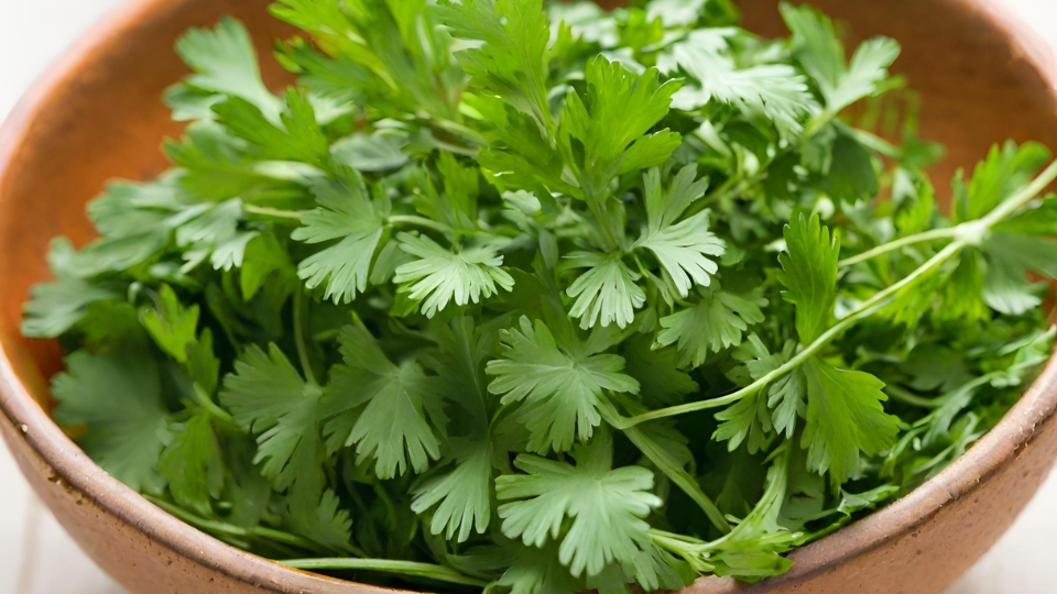 Understanding Cilantro