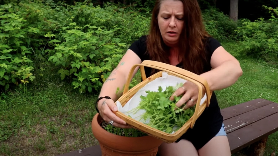 Utilizing Cilantro’s Unique Scent And Taste