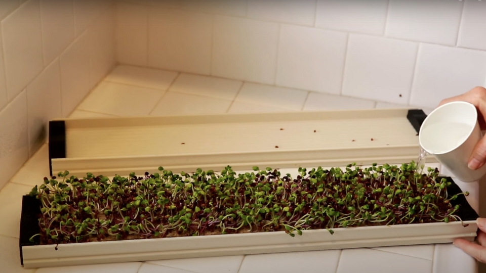 Watering And Air Circulation