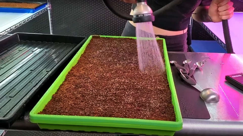 Watering And Humidity Levels