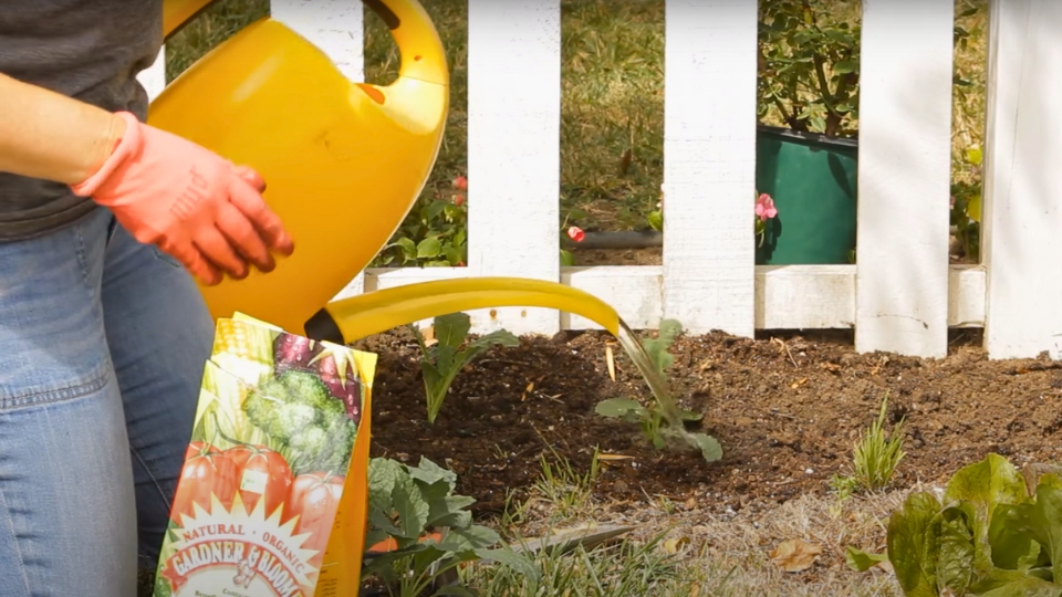 Watering And Nutrition For Thriving Kale