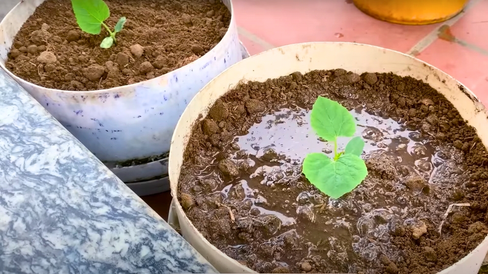 Canary Melon Watering And Irrigation