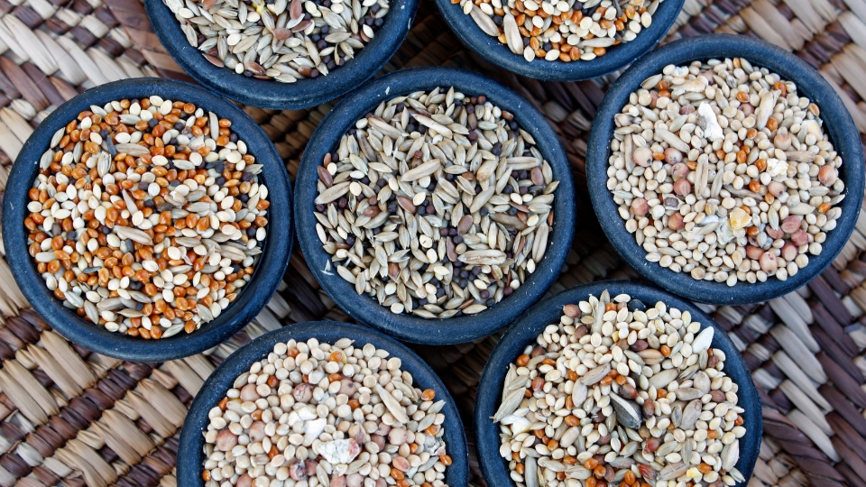 Choosing The Right Microgreens Seeds