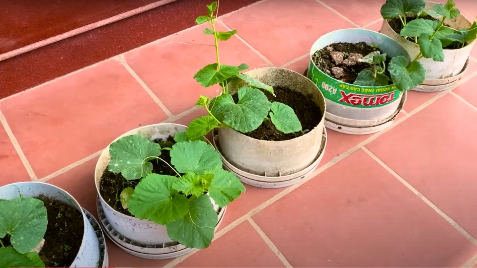 Climate And Temperature Considerations for Planting Canary Melon