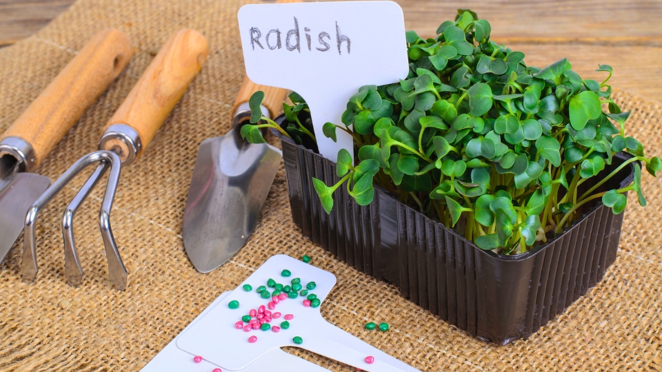 DIY Microgreen Cultivation For Dog Owners