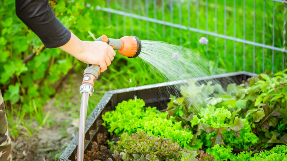 Drainage And Water Retention In Raised Beds