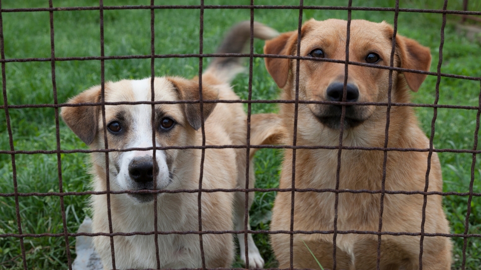 Fencing And Protective Measures