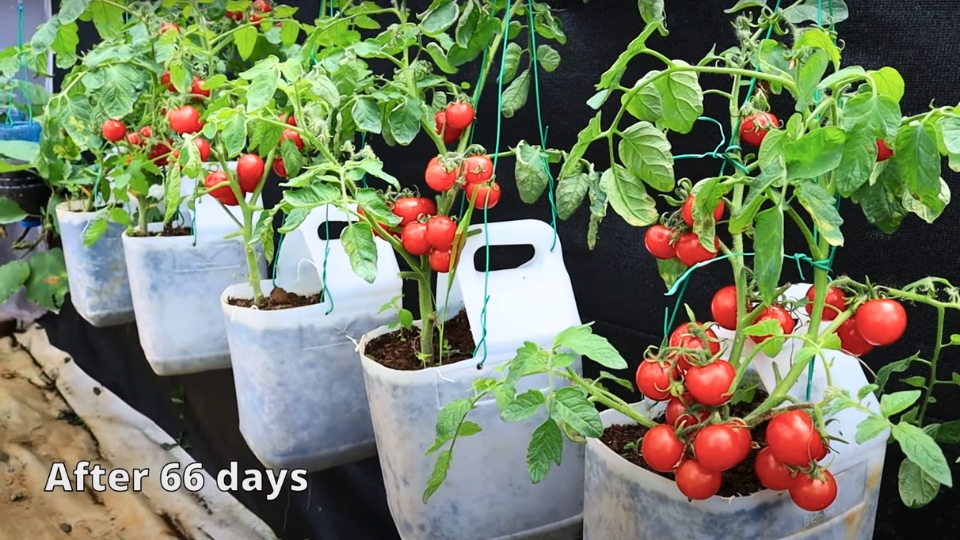 Harvesting And Enjoying Cherry Tomatoes
