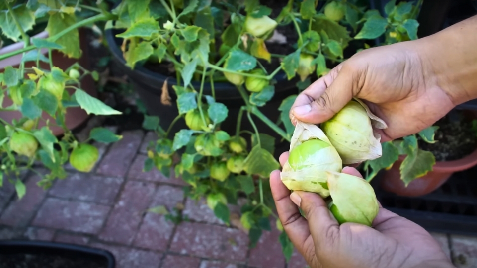 Harvesting And Storage Tips