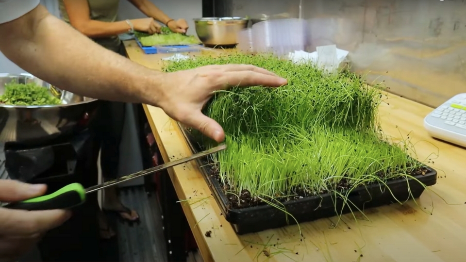 Harvesting And Storage