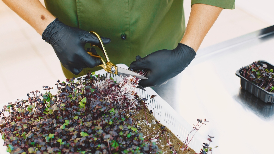 Harvesting At Peak Velocity