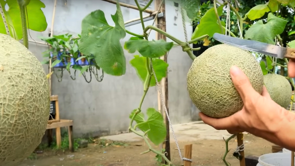 Harvesting Techniques