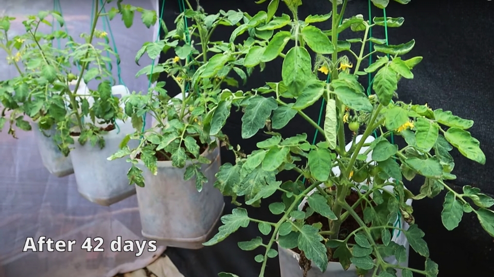 Maintaining Cherry Tomato Plants