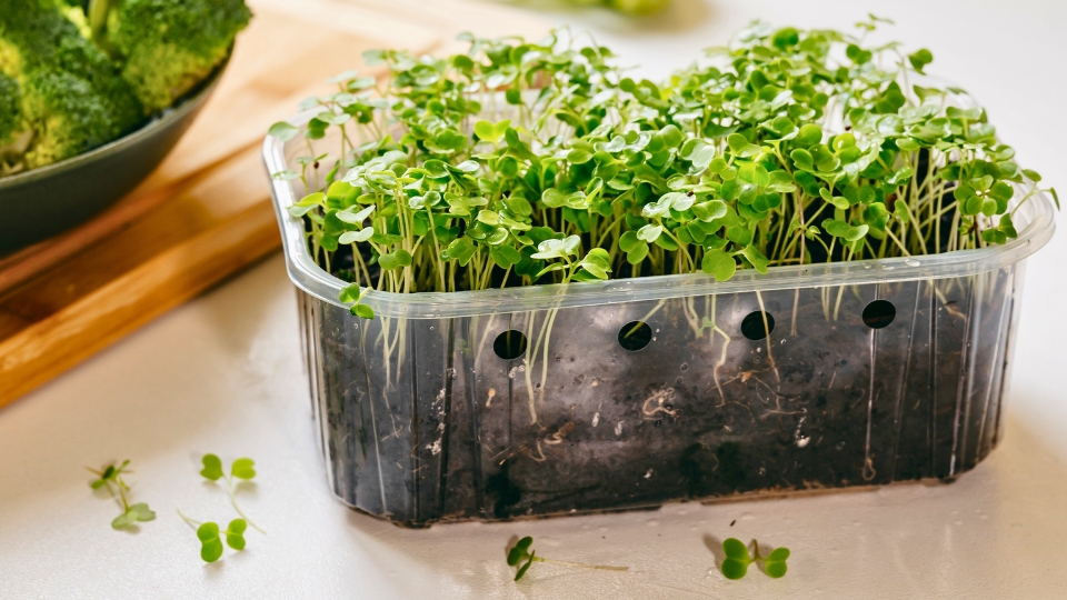 Optimizing Your Growing Medium