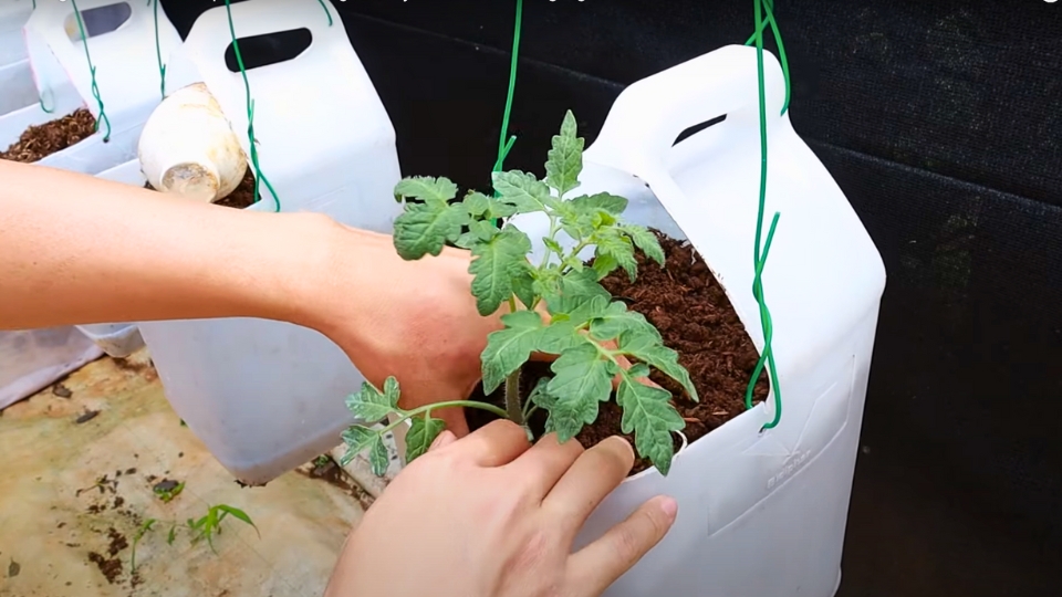 Planting Cherry Tomato Seeds Properly