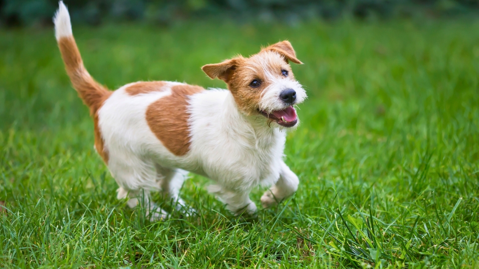 Prepping Your Lawn For Success