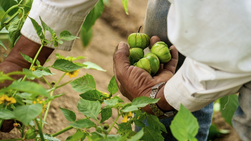 Pruning And Support Techniques