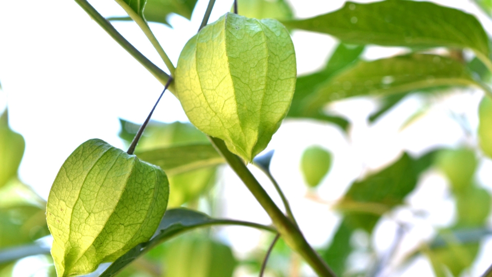 Sunlight And Temperature Control