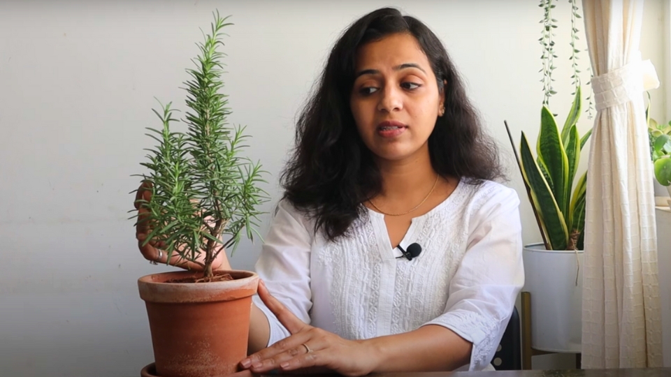 Sunlight And Temperature Requirements