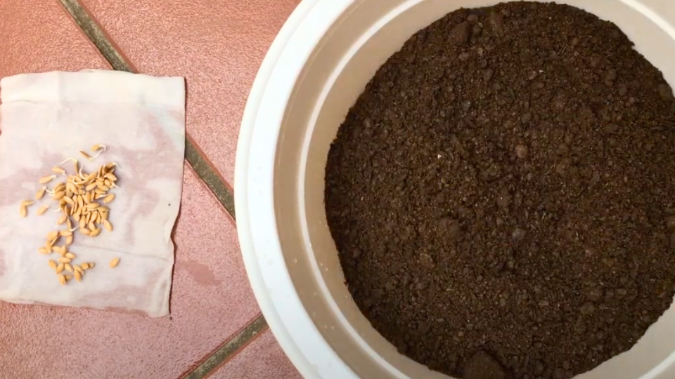 Testing The Soil Quality