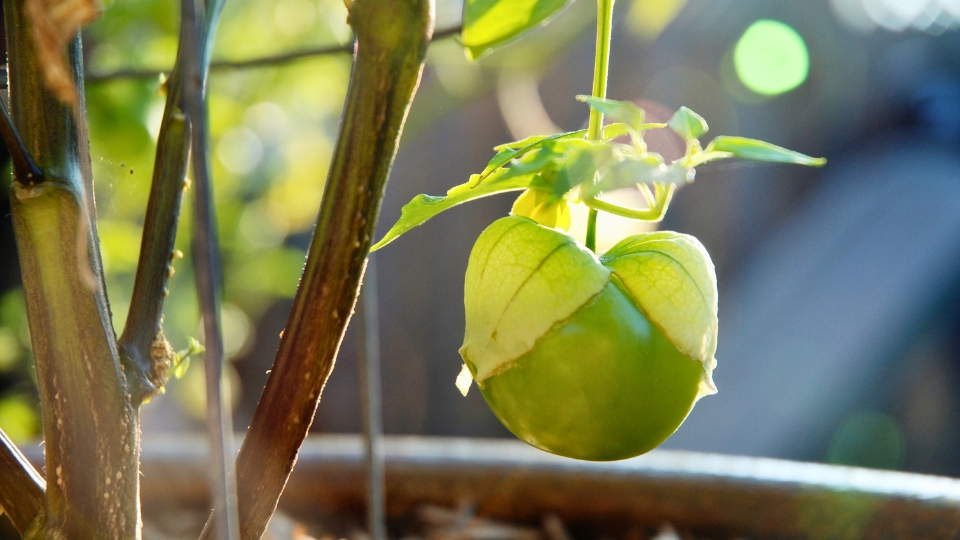 Tomatillo Sun Essentials