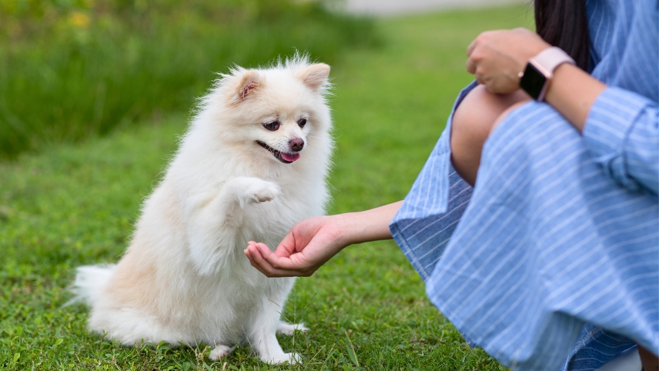 Training Your Dog For A Greener Lawn