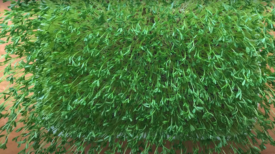 Caring For Lentils In Soil